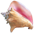 shell