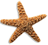 Starfish