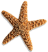 Starfish